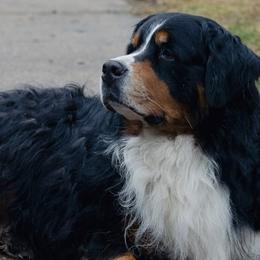 Bernese Mountain Dogs from Keely’s Bouncing Berners