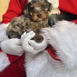Holly Frost - Blue merle female Aussiedoodle puppy in Yellville, Arkansas from Ozark Mountain Doodles & Pugs