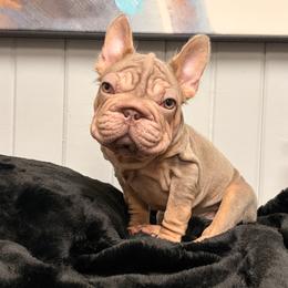 Sansa - Fawn and white female French Bulldog puppy in Plano, Illinois from Velvet Fluffy Pups