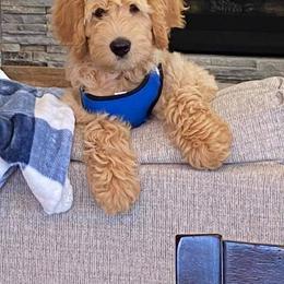Goldendoodle Puppies from Goldenvalley Doodles