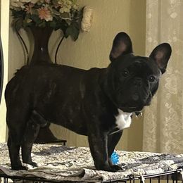 Rudagaurd - French Bulldog