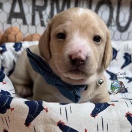 Boston - Cream male Dachshund puppy in Fayetteville, West Virginia from Loop Creek Dachshunds
