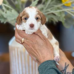 Blake - Parti male Goldendoodle puppy in Yuciapa, California from AlltheDoodlez_