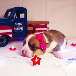 American Corgi and Pembroke Welsh Corgi Puppies from The Adirondack Corgi