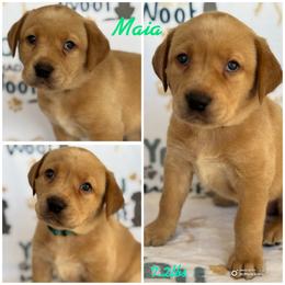 Last pick of females available. Picks are done at pick up - Yellow female Labrador Retriever puppy in Hartly, Delaware from Triple Threat Labradors