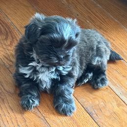 Carter - Blue male Shih Tzu puppy in Manahawkin, New Jersey from Lilly’s Seashore Shih Tzus