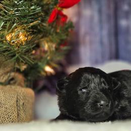 Green Boy - Black male German Shepherd puppy in Ocala, Florida from Guardian Shepherds
