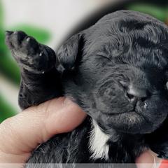 Girl 6 - Black Whoodle puppy in Knoxville, Tennessee from Fleury Farm Doodles TN