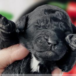 Girl 6 - Black Whoodle puppy in Knoxville, Tennessee from Fleury Farm Doodles TN