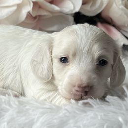 Dachshund Puppies from RRD