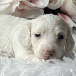 Dachshund Puppies from RRD