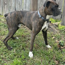 Jax - Boxer