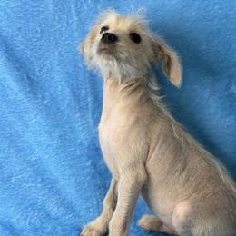 Jin - white and lemon male Companion Cross puppy in Palm Coast, Florida from Fiesta Pups