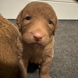 Light Pink - Deadgrass female Chesapeake Bay Retriever puppy in Lewiston, Utah from Bellus Chesapeakes
