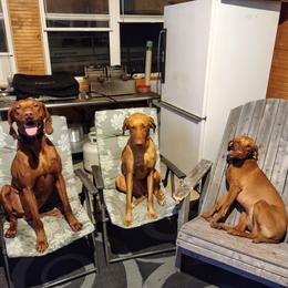 Vizslas from Izabella Vizslas