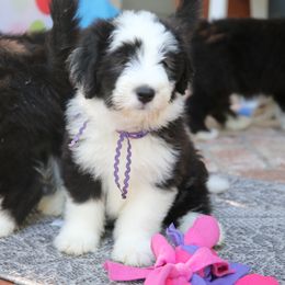 Bearded Collie Puppies from Bodacious Beardies