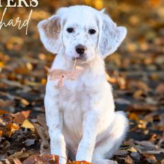Richard- Brown Collar - English Setter puppy from Bucks County Setters