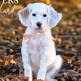 Richard- Brown Collar - English Setter puppy from Bucks County Setters