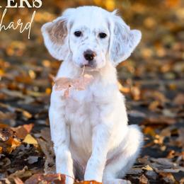 Richard- Brown Collar - English Setter puppy from Bucks County Setters