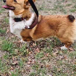 Pembroke Welsh Corgi Puppies from Tiny Titans K9