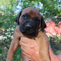 Mr. Red - Rd whtn blk nose male Rhodesian Ridgeback puppy in Broussard, Louisiana from Karamojo Ridgebacks, Breeding Quality since 2012