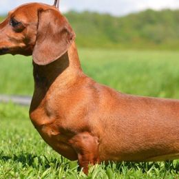 Dachshunds from Racebrook Dachshunds