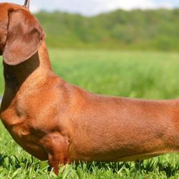 Dachshunds from Racebrook Dachshunds