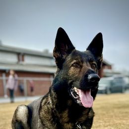 German Shepherds from Sternenlicht Kennel