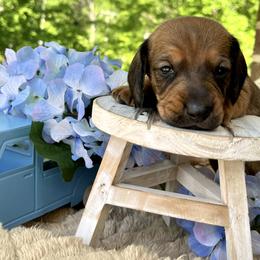 Puppaccino AKC - Red male Dachshund puppy in Hendersonville, North Carolina from Snarky Doxy Miniature Dachshunds