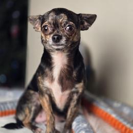 Mouse - Chihuahua