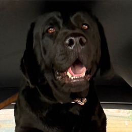 Kaja - Labrador Retriever