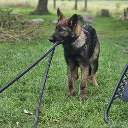 German Shepherd Puppies from Von Thomson Haus