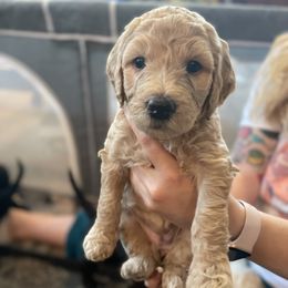 Goldendoodle Puppies from Fluff Puff Doodles