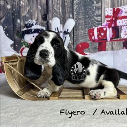 Fiyero - Black and white male Basset Hound puppy in Dingess, West Virginia from Tuckers' Howling Hounds
