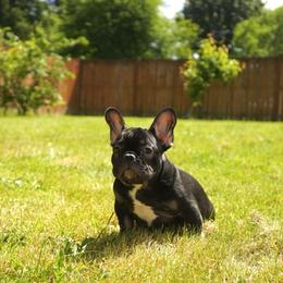 Darwin - Black and tan male French Bulldog puppy in Washington from Pawcific Coast Bullies