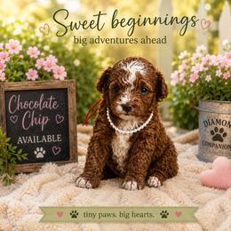 Chocolate Chip - Red female Cavapoo puppy in South Jordan, Utah from Diamond Companions