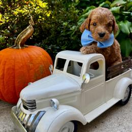 Champ Bear - Red  male Goldendoodle puppy in Camden, North Carolina from Oopsie Doodles of NC
