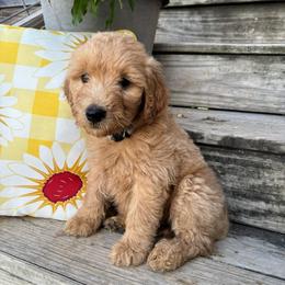 Pink - Apricot female Goldendoodle puppy in Seguin, Texas from Dude Ranch Doodles