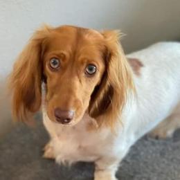 Elsie - Dachshund