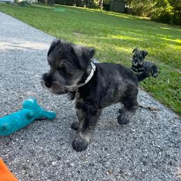 Max - Salt and pepper male Miniature Schnauzer puppy in Anthony, Florida from Amanda Tragash