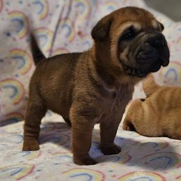 Rose - Red fawn female Chinese Shar-Pei puppy in Bakersfield, California from Cashmerewrinkles