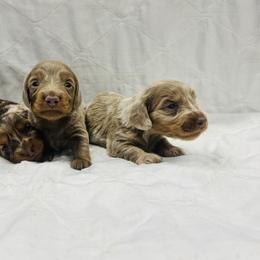 Doc - Fawn (isabella) and tan male Dachshund puppy in Altus, Oklahoma from Johnson Prairie Pups