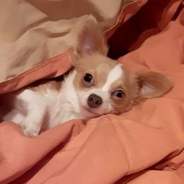 London - Chihuahua