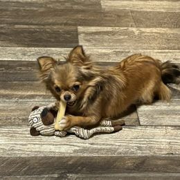 Sunni - Chihuahua