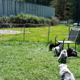 Australian Shepherd Puppies from Van Huitt Australian Shepherds