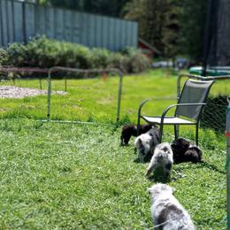 Australian Shepherd Puppies from Van Huitt Australian Shepherds