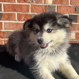 Joe - Black and white male Pomsky puppy in Henderson, Kentucky from Paris Pomskies