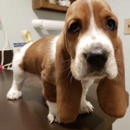 Basset Hounds from B-UTIFUL BASSETS
