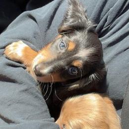 Lucky - Piebald male Dachshund puppy in Norman, Oklahoma from Mother of Dachshunds