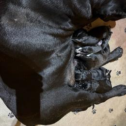 Boy 8 - Black male Cane Corso puppy in Paris, Texas from Knucklehead Cane Corso